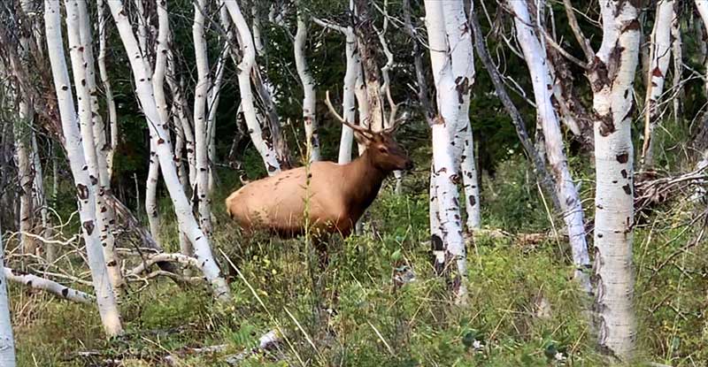 Elk in woods