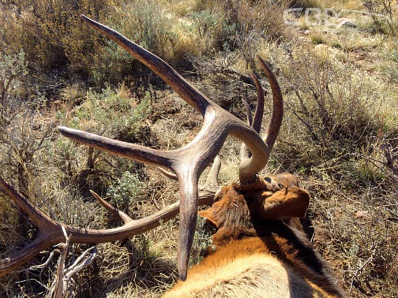 Downed elk