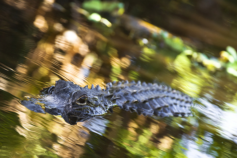 florida alligator