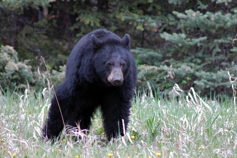 Black Bear