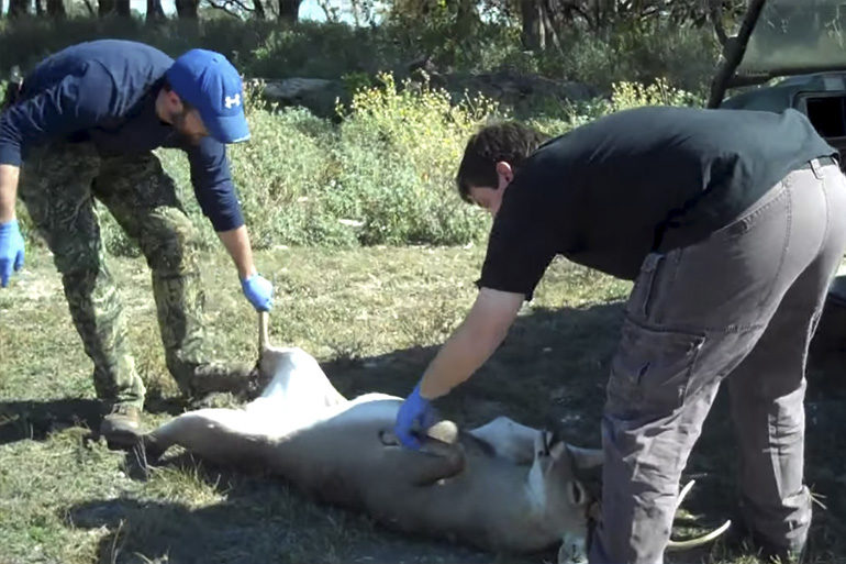 how to field dress a deer