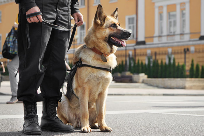 Gun-Sniffing Dog Snitches on Concealed Carriers in Houston Malls