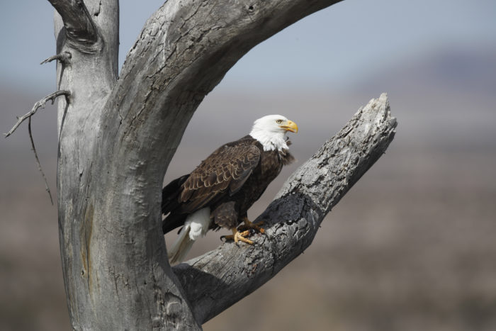 Credit Where It’s Due: Gun Owners Are a Big Part of America’s Conservation Success Stories