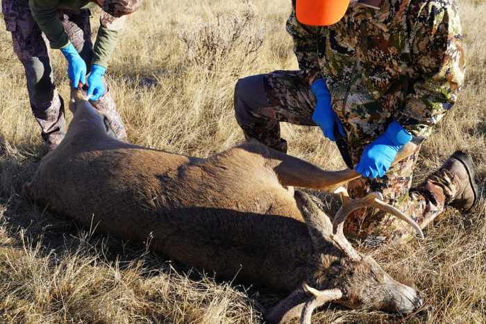 Covid Risk: Wisconsin Warns Deer Hunters to Wear a Mask When Field Dressing White-Tail Deer