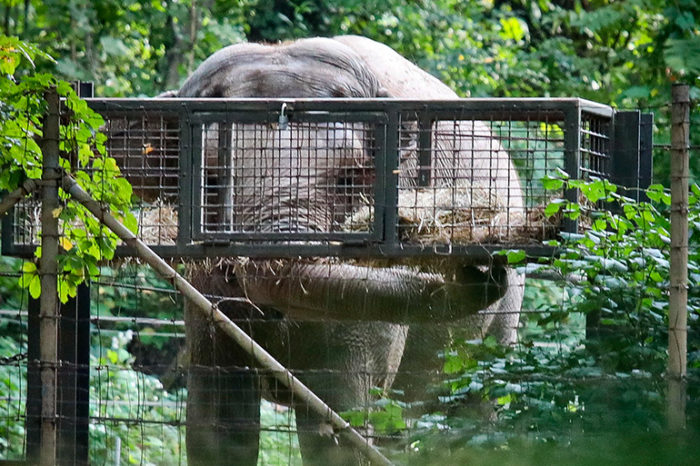 Judges Don’t Take Well to a Lawsuit Arguing an Elephant in a New York Zoo is a Person