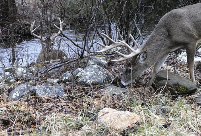 Deer Hunting: Guns Aren’t the Only Potential Danger When You’re Out in the Field