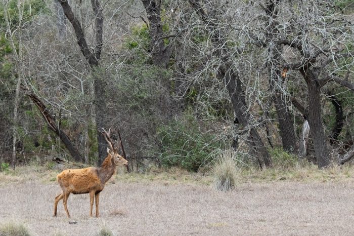 Handgun Hunting for Texas Hill Country Red Deer