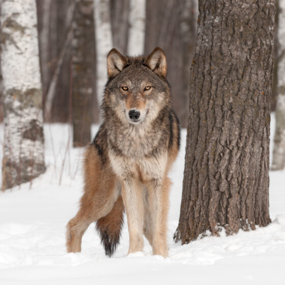 Self-Defense Against a Wolf in Wolf’s Clothing; Former Game Warden Being Investigated